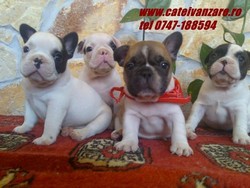 Vand  Buldog Francez 300 euro
