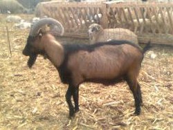 Vand 1 tap alpin negru de 3 ani 