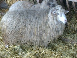 Vand 180oi turcane cu miei de 8-20kg si 20 berbeci frumosi