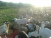 Vand 250 capre carpatine, au fost  montate cu tapi saanen s