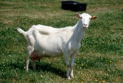 Vand 26 capre saanen cu pedigree si 14capre alpin franceze c