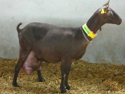 Vand 500capre murciano granadina, DE RASA PURA, 