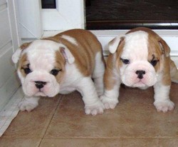 Vand Bulldog Englez 450 euro garantati !