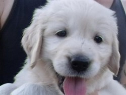 Vand Golden rettriewer si Labrador rettriewer 