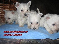 Vand Westy (Cezar)  8 saptamani,