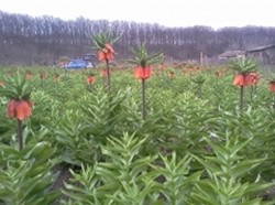 Vand bulbi si fori de Fritilaria, lalele, narcise