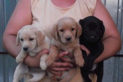 Vand catei Labrador 2 baieti aurii si fetita