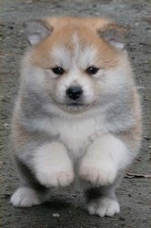 Vand pui Akita Inu 