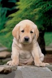 Vand pui Labrador Retriever