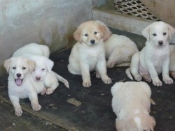 Vand pui de Labrador