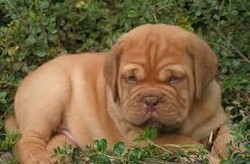 Vand puiuti Dog Bordeaux