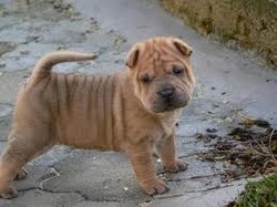 Vand puiuti Shar Pei