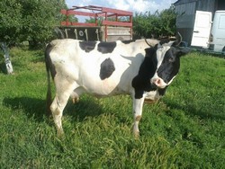 Vand 2 vaci rasa Holstein