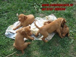 Vand catel Vizsla maghiara mascul par sarmos 