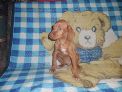Vind mascul Vizsla Maghira cu par sarmos