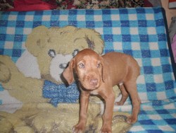 Vindem Catei din rasele Vizsla Maghira