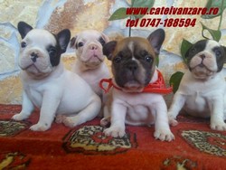 Vindem catei Buldog Francez si Englez.