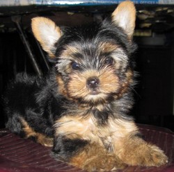 Yorkshire terrier de 8 saptamini 