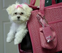 bichon maltez albi  de talie mica rasa pura