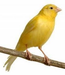 VAND CANARI DE CANTEC