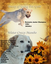 canisa Akbarforce vinde pui de labrador cu pedigree