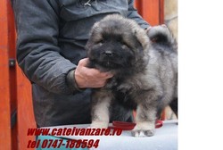 catei  Ciobanesc caucazian si Ciobanesc German