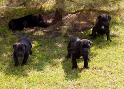 catei Cane corso diverse culori
