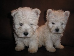 catei westie