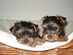 catei yorkshire terrier mini