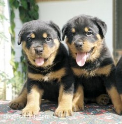 Rottweiler De Vanzare