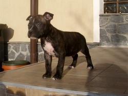 pui amstaff mascul cu pedigree - companie/...