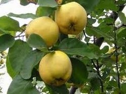 culeg fructe si 1200E in Germania