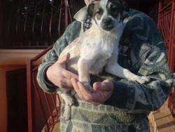 Cadou pentru iubitorii de animale!!