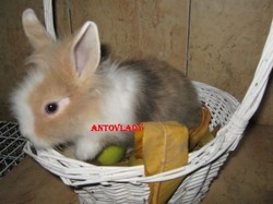 Vand iepurasi pitici porcusori hamsteri soareci