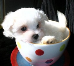 BICHON MALTESE 650 RON