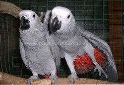  Jako african grey  pui blanzi din 2012