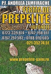 prepelite japoneze si pui