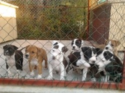 pui amstaff