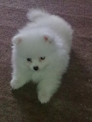 pui pomeranian