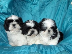 pui shih-tzu de vanzare