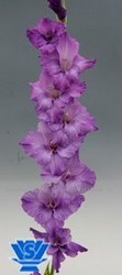 bulbi gladiole