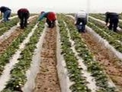 sezonieri agricultura Germania