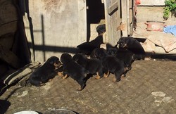 vand catei rottweiler